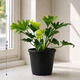 Philodendron Selloum