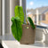 philodendron sharoniae with krish pot