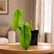 philodendron sharoniae indoor