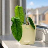 philodendron sharoniae indoor plant