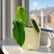 philodendron sharoniae indoor plant