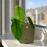 philodendron sharoniae with pot