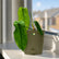 philodendron sharoniae with pot