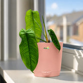 sharoniae plant