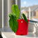 philodendron sharoniae for sale