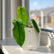 sharoniae indoor plant