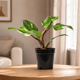 Philodendron White Knight Marble