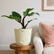 Philodendron White Knight Marble