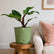 Philodendron White Knight Marble
