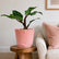 Philodendron White Knight Marble