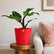 Philodendron White Knight Marble