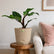 Philodendron White Knight Marble