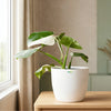 Philodendron White Princess