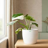 Indoor