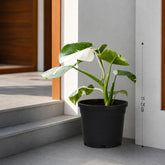 Philodendron White Princess
