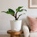 Philodendron White Knight Marble
