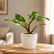 Philodendron White Knight Marble