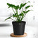 Philodendron Xanadu
