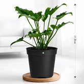 Philodendron Xanadu