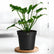 Philodendron Xanadu