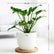 Philodendron Xanadu