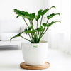 Philodendron Xanadu