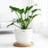 Philodendron Xanadu