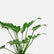 Philodendron Xanadu