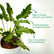 Philodendron Xanadu