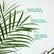 Phoenix Palm