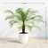 Phoenix Palm
