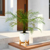 Phoenix Palm