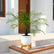 Phoenix Palm