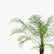 Phoenix Palm