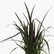 Phormium Black