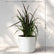 Phormium Black