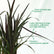 Phormium Black