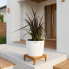 Phormium Black