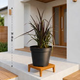Order Phormium Black