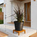 Order Phormium Black