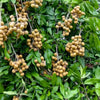 Ping Pong Longan