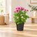 Chrysanthemum Combo (Seasonal)