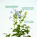 Plambago Blue