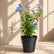 Plumbago Blue