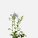 Plambago Blue