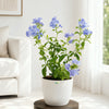 Plambago Blue