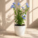 Plumbago Blue