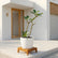 Plumeria