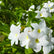 Plumeria Pudica