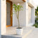 Plumeria Pudica